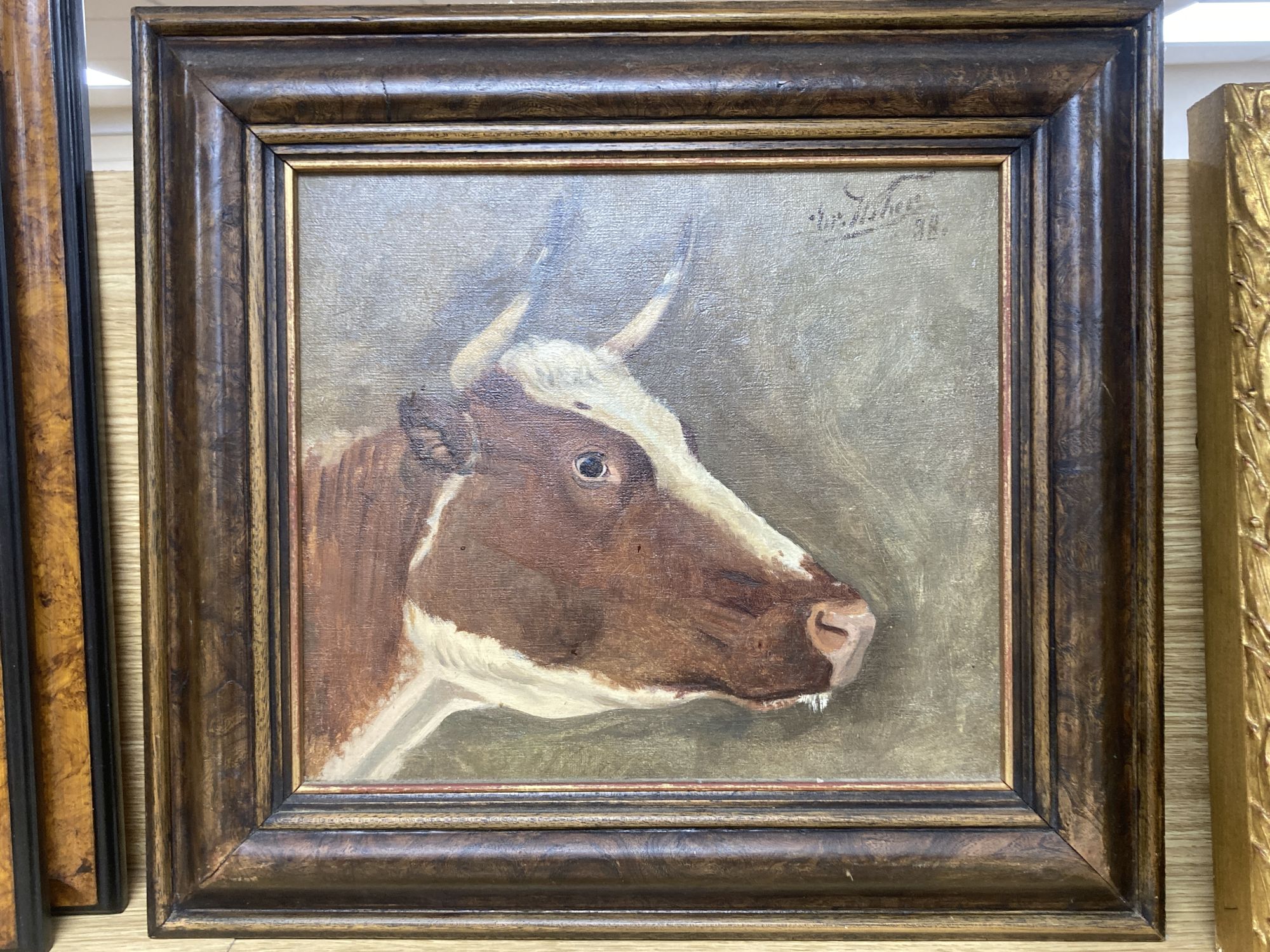 Continental School, oil on canvas, Study of a cows head, indistinctly signed and dated 88, 26 x 30cm